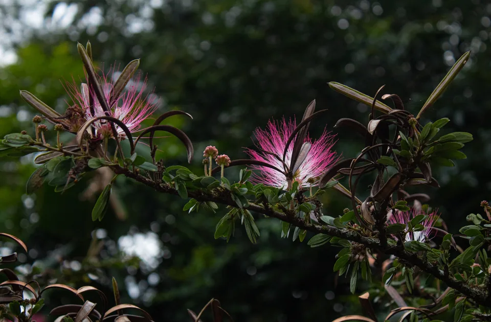 Finca El Pensamiento, café y flores exóticas en Alcalá, Valle del Cauca