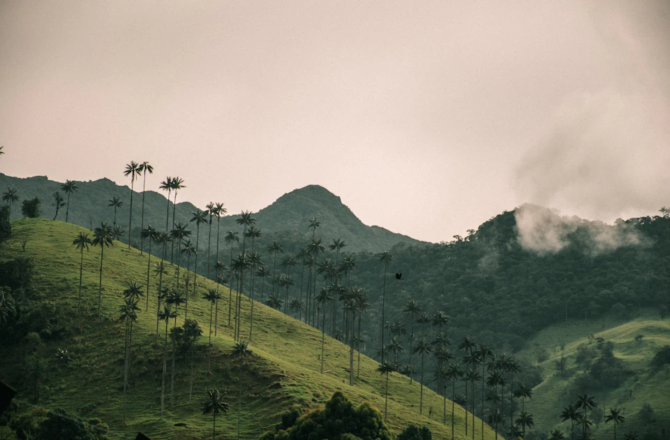 Mirador La Vida es Bella, palmas de cera y vistas del Valle de Cocora en Salento