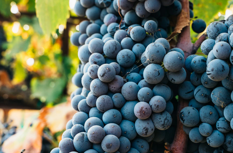 Parque de la Uva (Casa Grajales), viñedos, bodega y vino en el Norte del Valle del Cauca